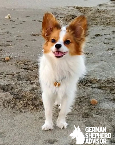 Papillon Chihuahua mix dog