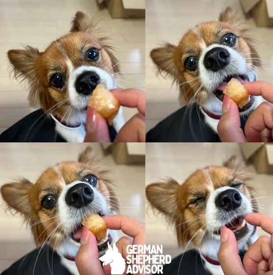 Papillon Chihuahua mix puppy is eating meal