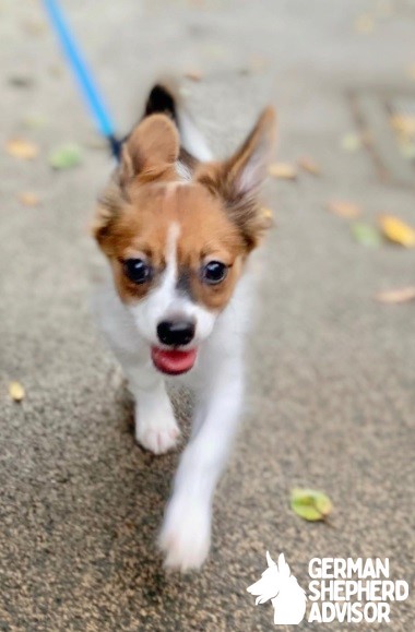 Papillon Chihuahua mix puppy is walking