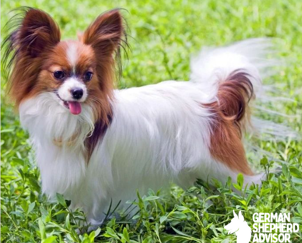 https://www.instagram.com/papillon_dogs_/