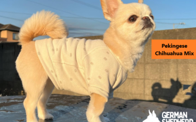 Pekingese Chihuahua Mix: The Ultimate Guide to Cheeks dog