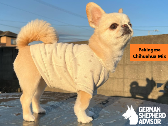 Pekingese Chihuahua Mix: The Ultimate Guide to Cheeks dog