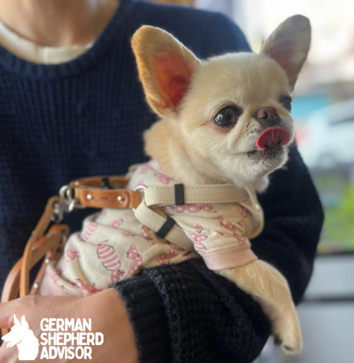 Pekingese and Chihuahua mix dog enjoying ride