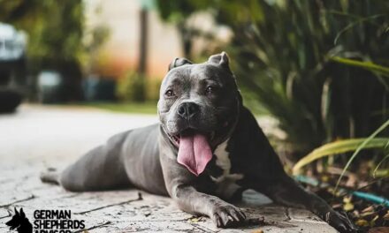 35 Pitbull Mix Breeds That Will Melt Your Heart!