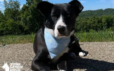 Pitbull Border Collie Mix: Welcome Borderbull dog