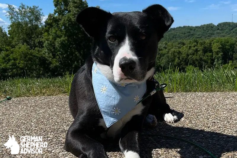 Pitbull Border Collie Mix: Welcome Borderbull dog