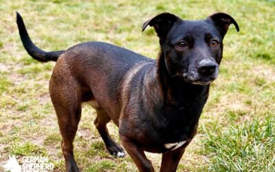 Pitbull Dachshund Mix: Welcome Dach Pit dog