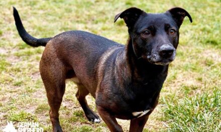 Pitbull Dachshund Mix: Welcome Dach Pit dog