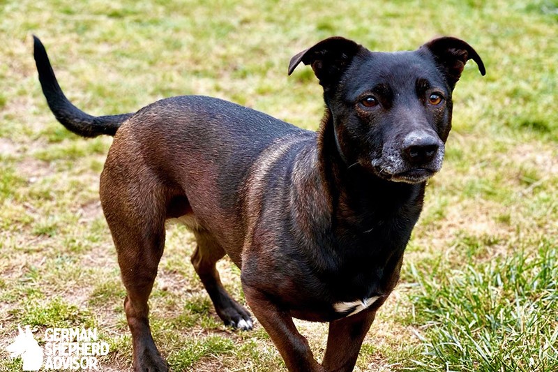 Pitbull Dachshund Mix: Welcome Dach Pit dog