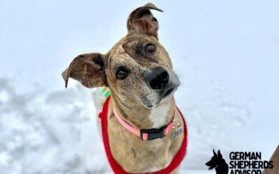 Pitbull German Shepherd Mix: The Shepherd Pit