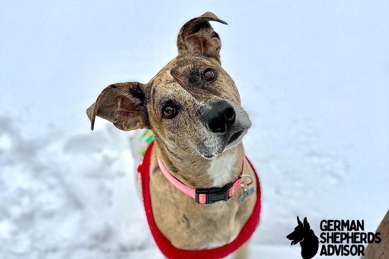 Pitbull German Shepherd Mix: The Shepherd Pit