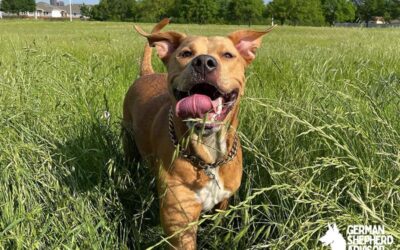 Pitbull Golden Retriever Mix: Meet The Golden Pit