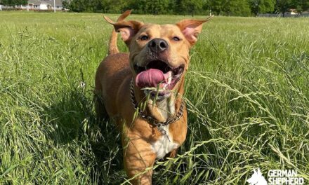 Pitbull Golden Retriever Mix: Meet The Golden Pit