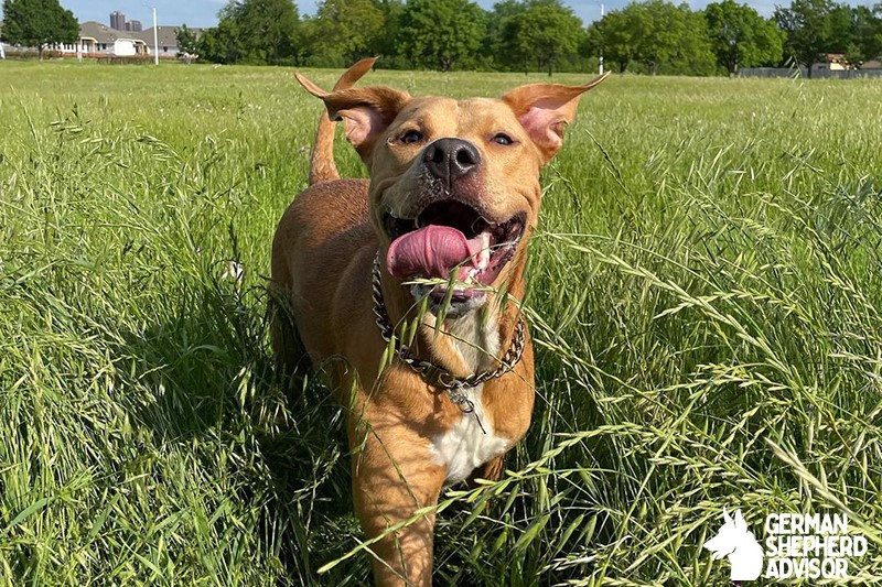 Pitbull Golden Retriever Mix: Meet The Golden Pit