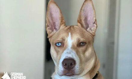 Pitbull Husky Mix Breed Info: Welcome Pitsky dog