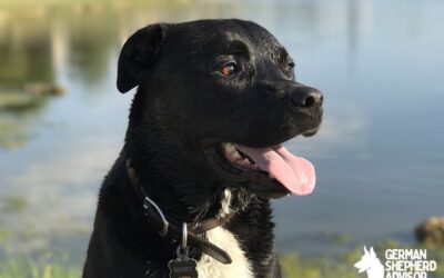 Pitbull Lab Mix Breed info: The Labrabull Dog