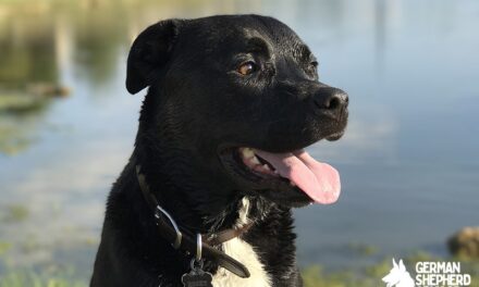 Pitbull Lab Mix Breed info: The Labrabull Dog