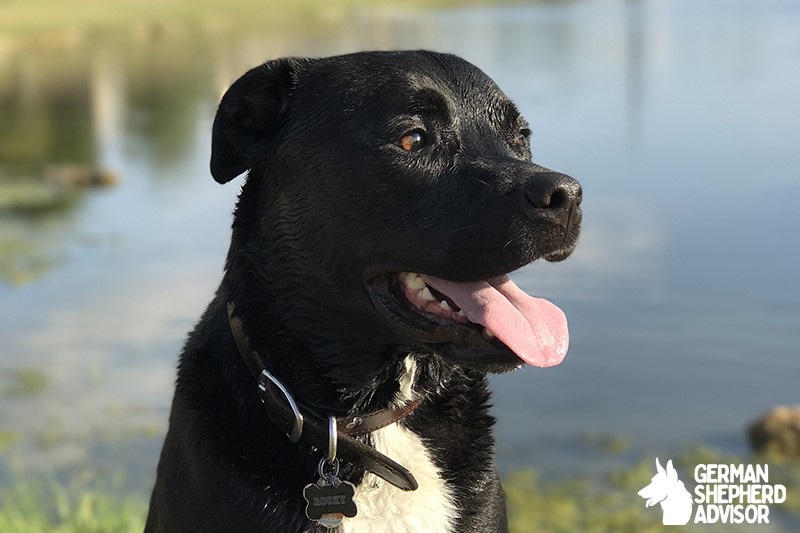 Pitbull Lab Mix Breed info: The Labrabull Dog