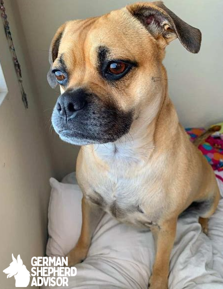 Pitbull Pug mix is looking outside