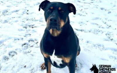 Pitbull Rottweiler Mix Breed Info: Meet The Rottie Pit dog