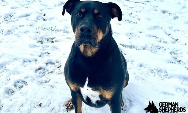 Pitbull Rottweiler Mix Breed Info: Meet The Rottie Pit dog