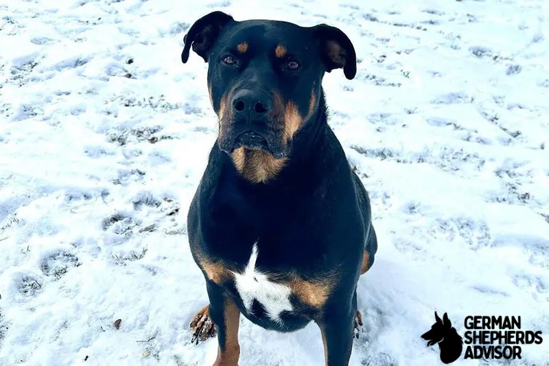 Pitbull Rottweiler Mix Breed Info: Meet The Rottie Pit dog