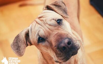 Pitbull Shar Pei Mix Breed info: The Shar Pit dog