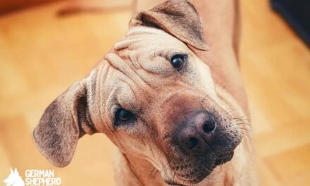 Pitbull Shar Pei Mix Breed info: The Shar Pit dog