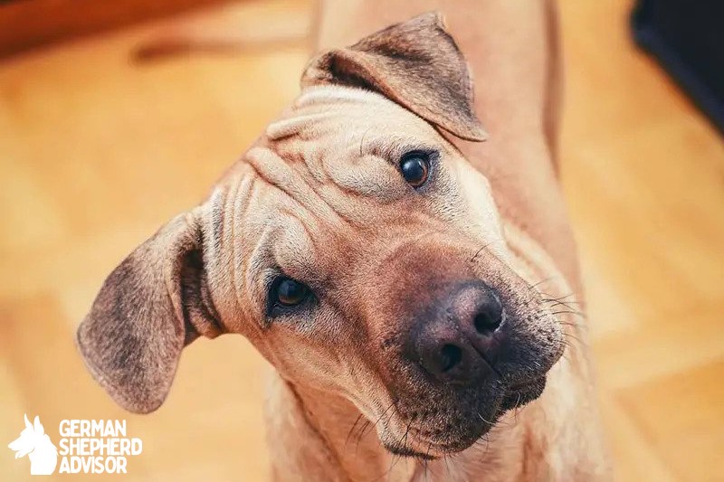 Pitbull Shar Pei Mix Breed info: The Shar Pit dog