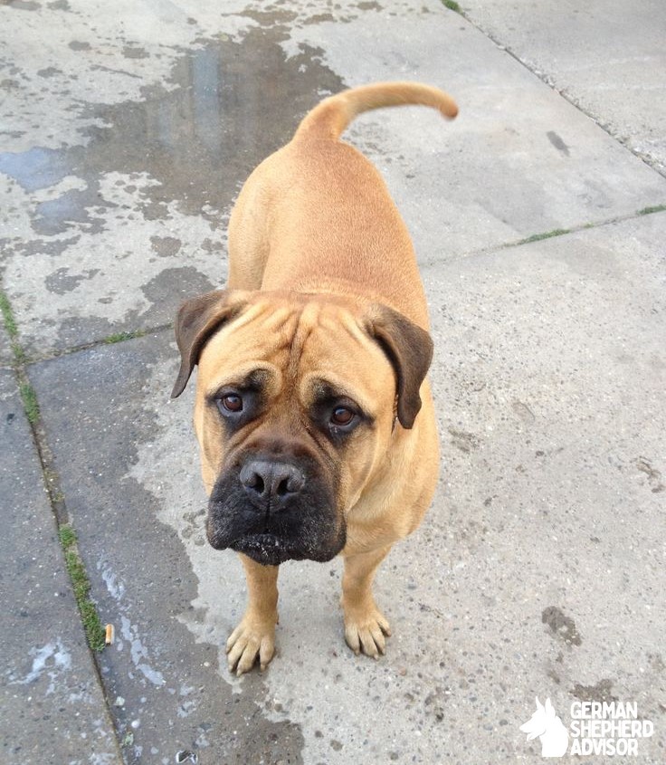 Pitbull pug mix is walking