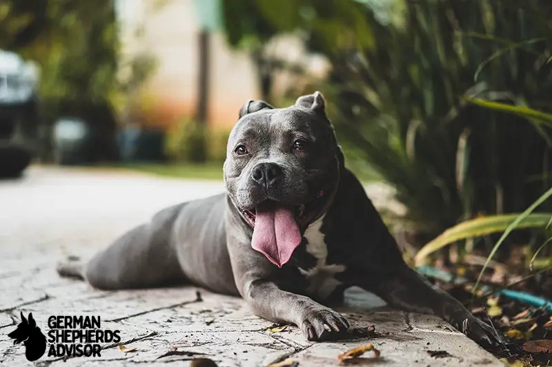 Pitbull dog