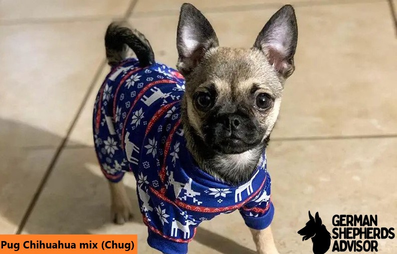 Pug Chihuahua mix