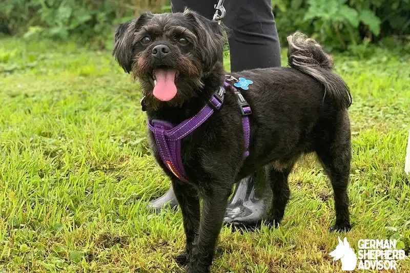 Pug Poodle Mix