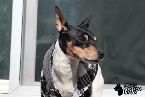 Rat Terrier Chihuahua Mix: The Rat-Cha dog