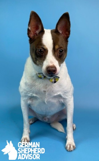 Rat Terrier and Chihuahua mix dog