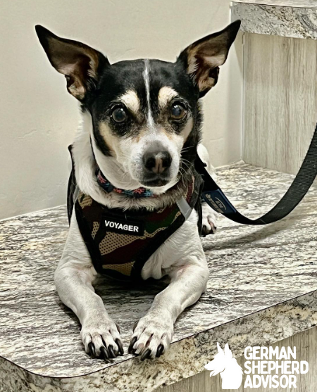 Rat Terrier and Chihuahua mix ready for exercise