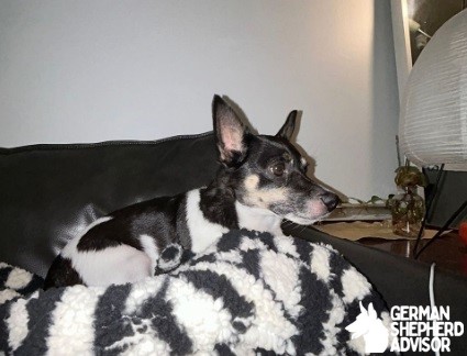 Rescued Chihuahua and Rat Terrier mix dog