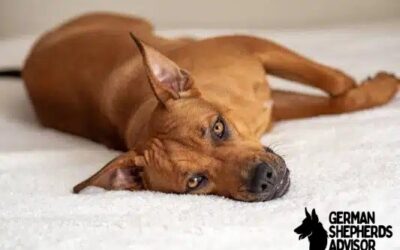 Rhodesian Ridgeback Pitbull Mix dog Breed Info: Rhodesian Pit