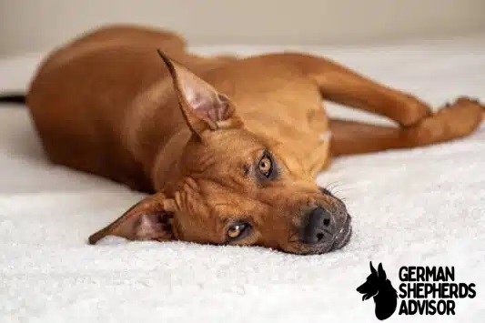 Rhodesian Ridgeback Pitbull Mix dog Breed Info: Rhodesian Pit