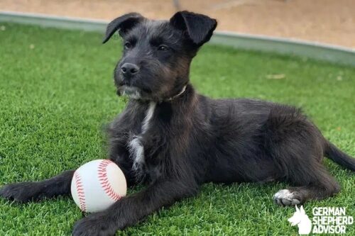 Schnauzer Chihuahua Mix