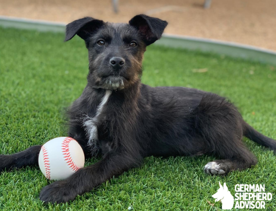 Schnauzer Chihuahua Mix dog