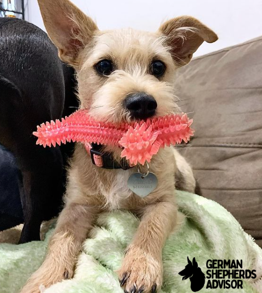 Schnauzer Chihuahua Mix puppy is playing