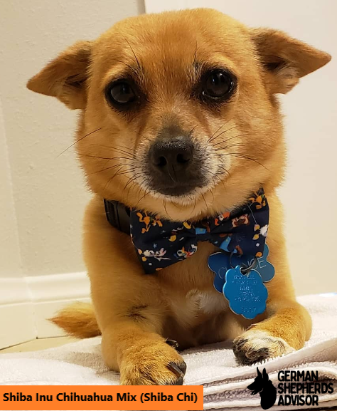 Shiba Inu Chihuahua Mix