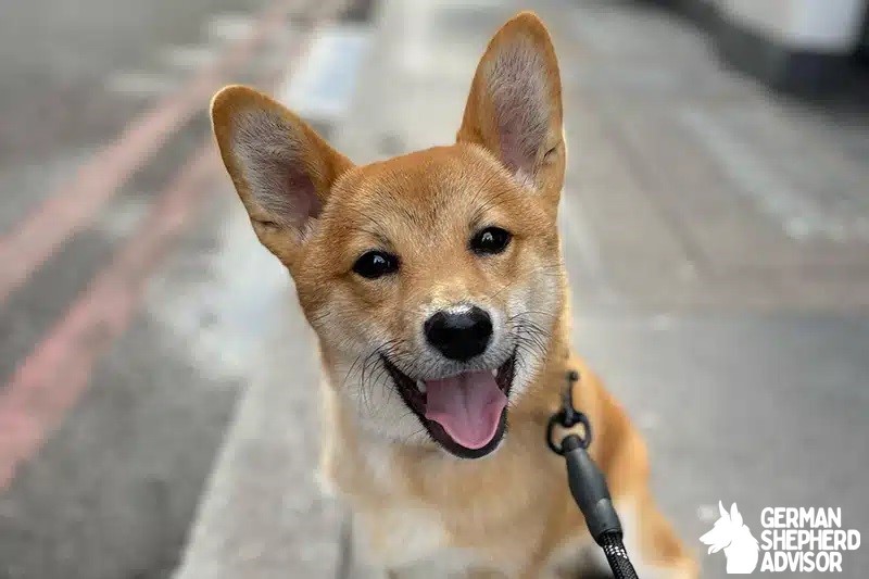 Shiba Inu Corgi Mix