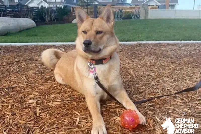 Shiba Inu German Shepherd Mix