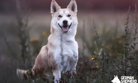 Shiba Inu Husky Mix: The Ultimate Guide