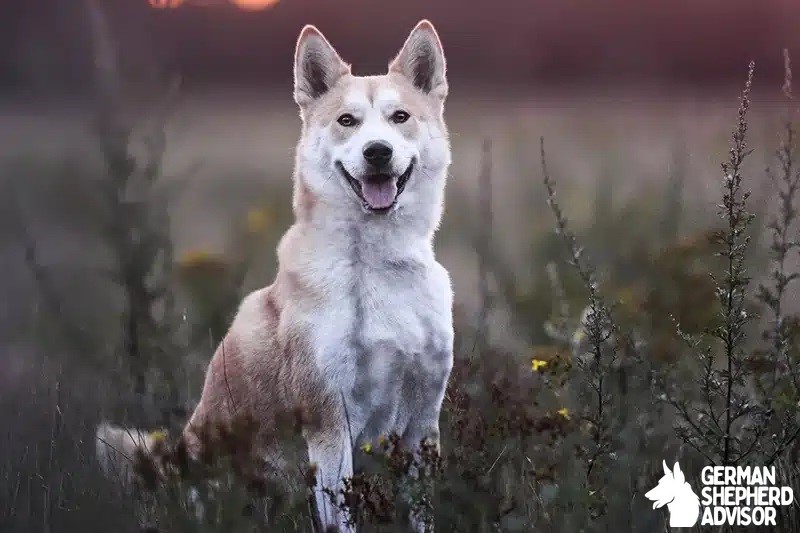 Shiba Inu Husky Mix