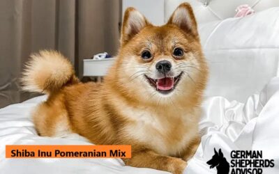 Shiba Inu Pomeranian Mix: Dog breed, info, pictures, and facts