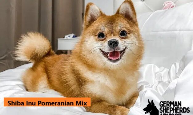 Shiba Inu Pomeranian Mix: Dog breed, info, pictures, and facts