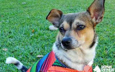 Toy Fox Terrier Chihuahua Mix: Welcome Taco Terrier